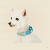 Blueberry Pet Southwestern Tribal Dog Collar – Genuine Leather & Polyester Combo with Metal Buckle, Celeste Blue, Large