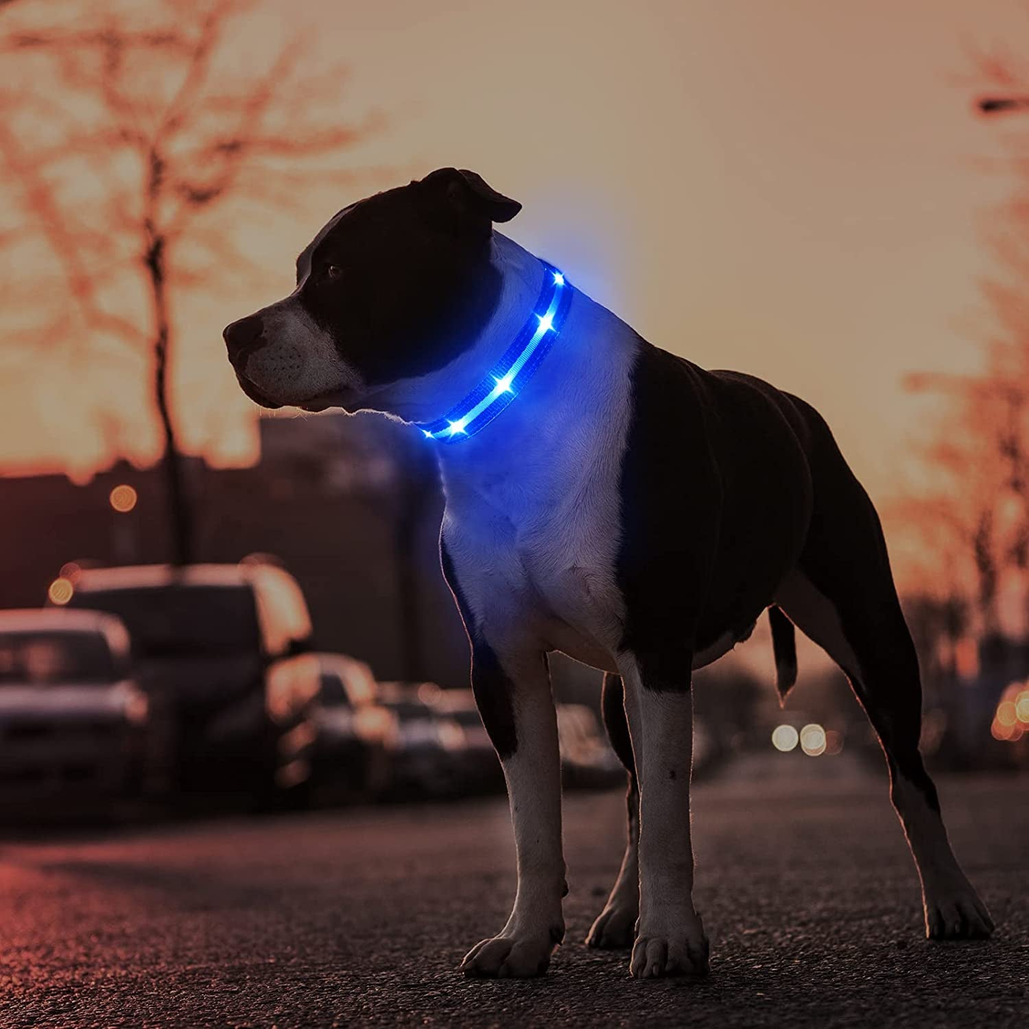 LED Dog Collar – USB Rechargeable, Water-Resistant, 3 Light Modes for Night Walking Safety, Blue, Medium