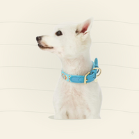 Blueberry Pet Southwestern Tribal Dog Collar – Genuine Leather & Polyester Combo with Metal Buckle, Celeste Blue, Large