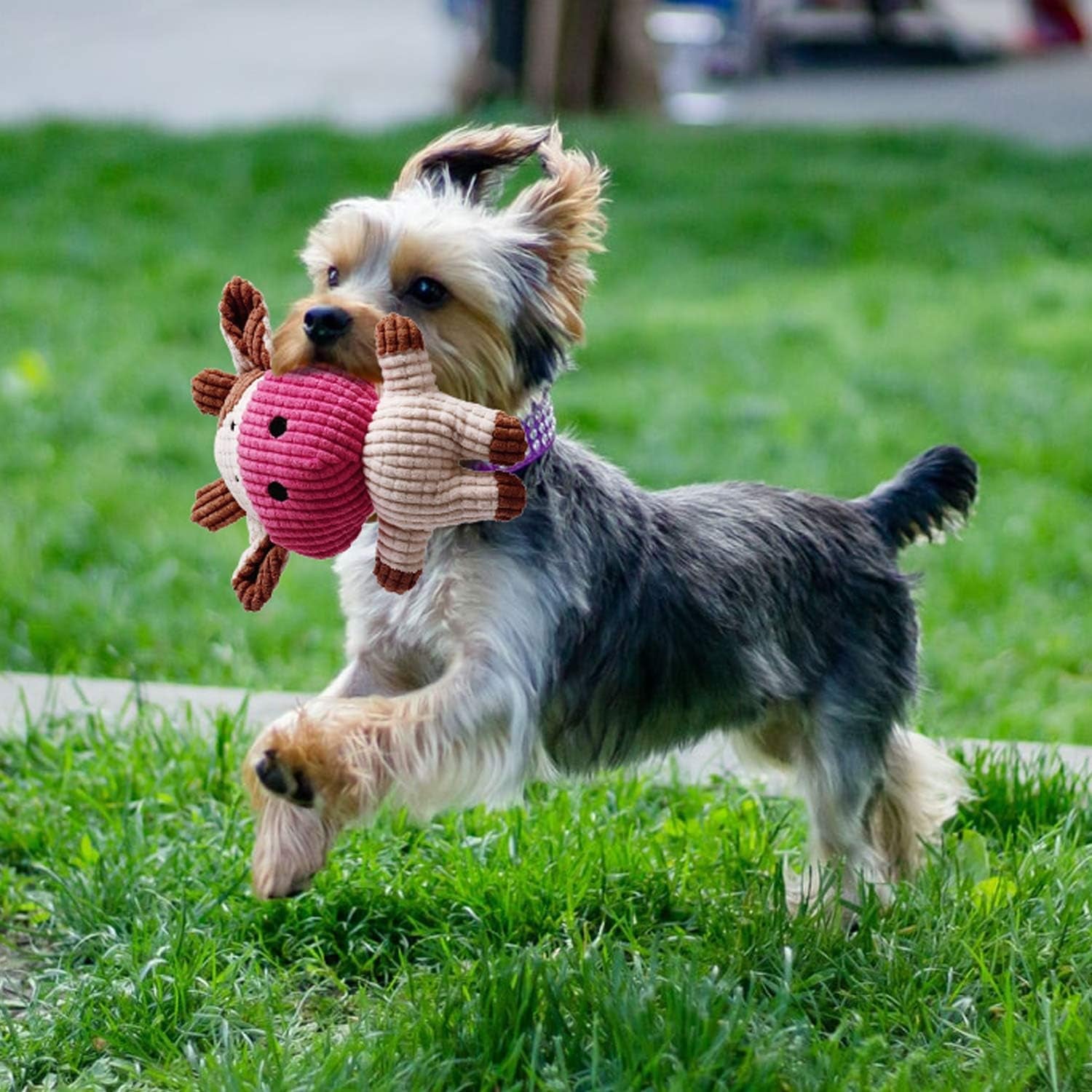 7 Pack Puppy Toy Set – Squeaky Calf Plush, Rope Chew Toys & Teething Toys for Small Dogs