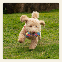 7 Pack Puppy Toy Set – Squeaky Calf Plush, Rope Chew Toys & Teething Toys for Small Dogs